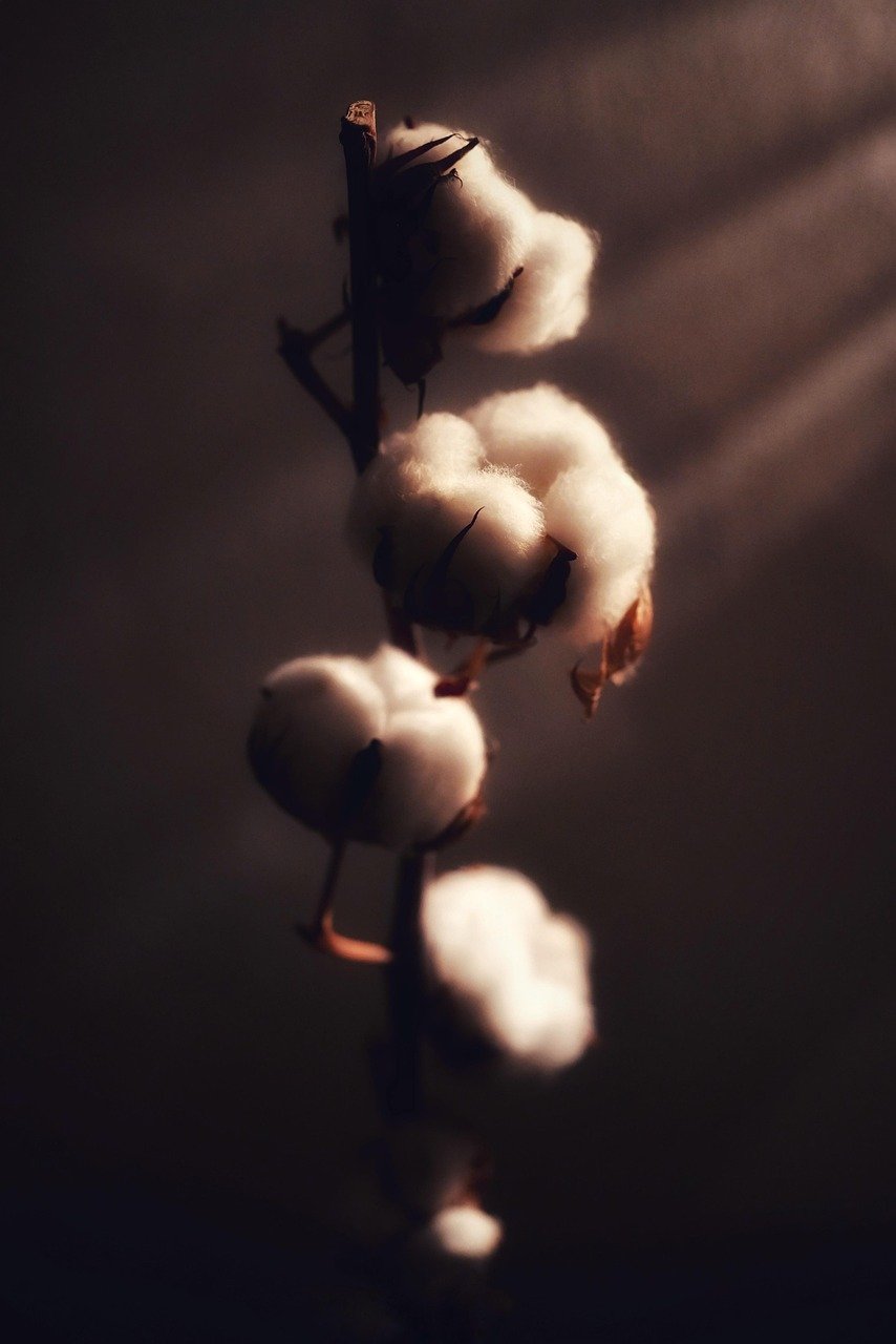 Close-up of high-quality raw cotton fibers